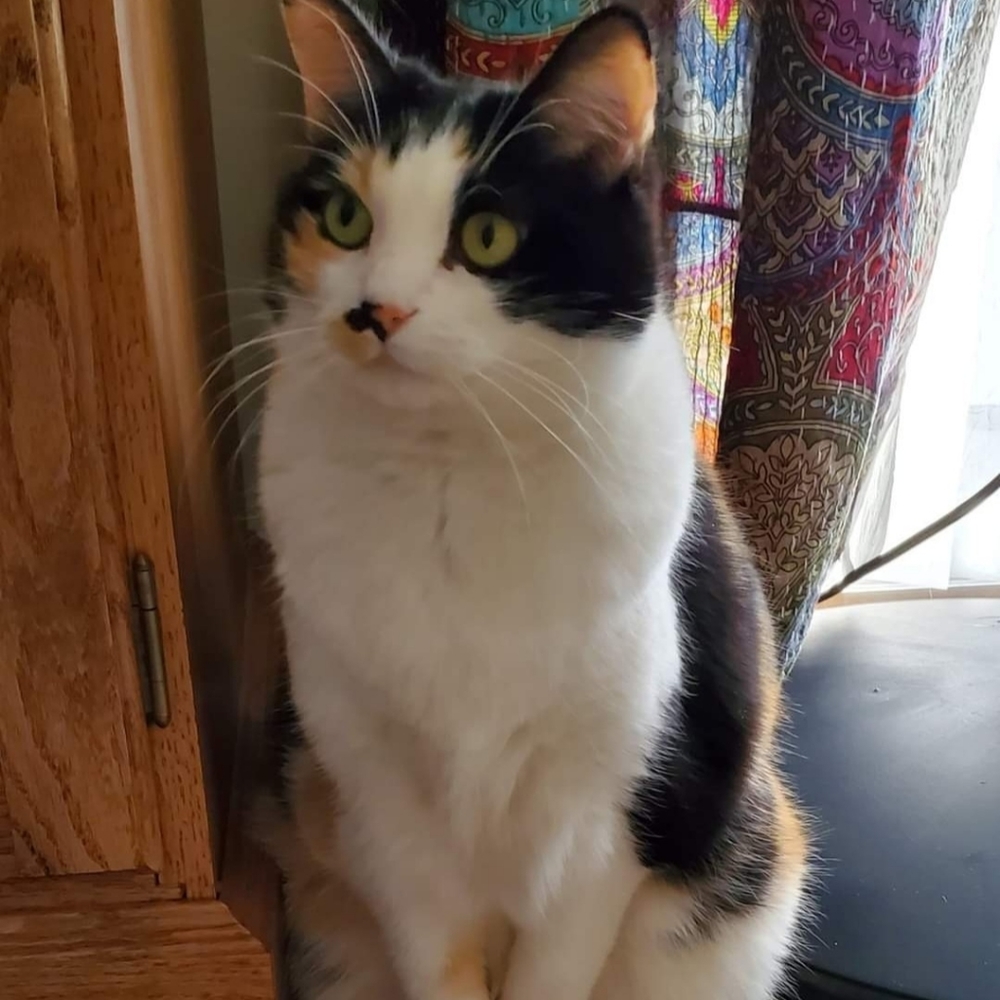 Meet Aslan, the love of my life 💜